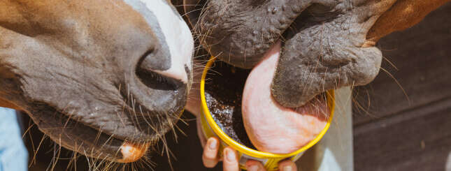 Fit durch die kalte Jahreszeit Mineralfutter